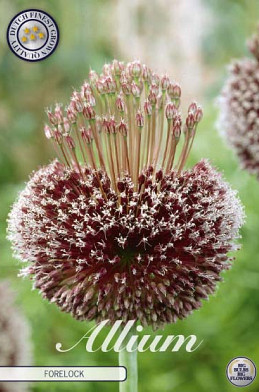 Allium Forelock x1 14/16