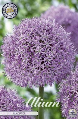 Allium Gladiator x1 20/+