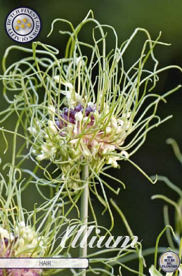 Allium Hair x10 5/6