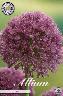 Allium Lucy Ball x 1 22/24