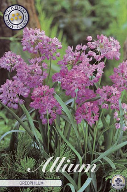 Allium Oreophilum x20 5/6