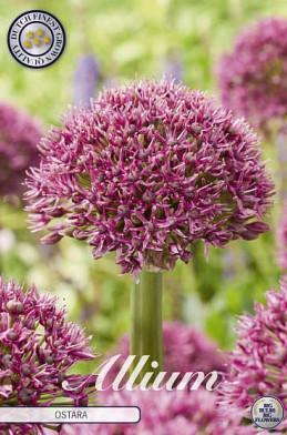 Allium Ostara x3 14/16