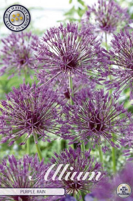 Allium Purple Rain x5 12/14