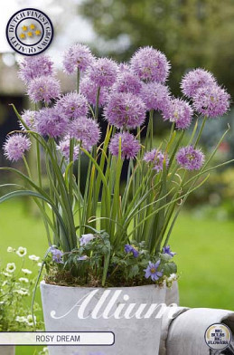 Allium Rosy Dream x10 5/6