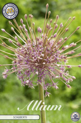 Allium Schubertii x3 14/16