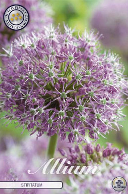 Allium Stipitatum x 2 20/22