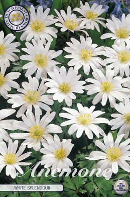 Anemonen Blanda White Splendour x10 5/6