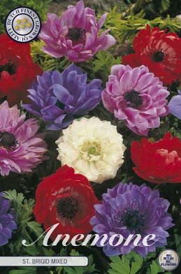 Anemonen Cor. St. Brigid Mixed x20 5/6