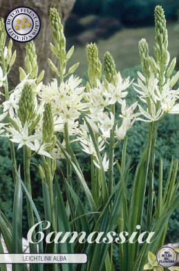 Camassia Leichtlinii Alba x3 14/16