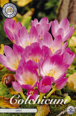 Colchicum Giant x1 20/24