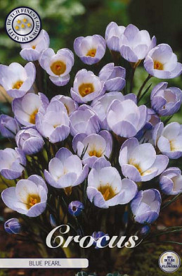 Crocus Chrysanthus Blue Pearl x10 5/6