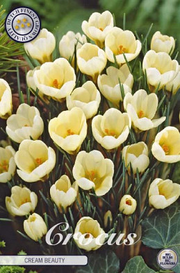 Crocus Chrysanthus Cream Beauty x20 5/6