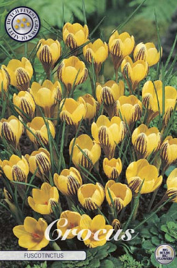 Crocus Chrysanthus Fuscotinctus x20 5/6