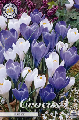 Crocus Vernus Blue Ice x10 8/9