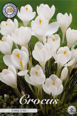 Crocus Vernus Jeanne D'Arc x10 8/9