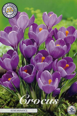 Crocus Vernus Remembrance x10 8/9