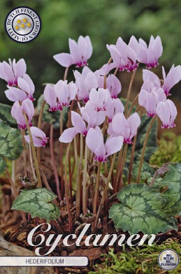 Cyclamen Hederifolium x3 15/20