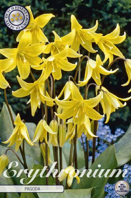 Erythronium Pagoda x1 l .