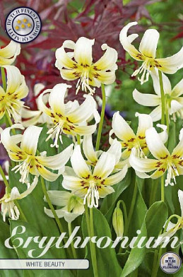 Erythronium White Beauty x1 I .