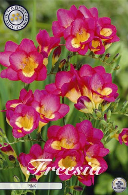 Freesia Single Pink x15 5/6