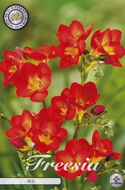 Freesia Single Red x15 5/6