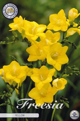 Freesia Single Yellow x15 5/6