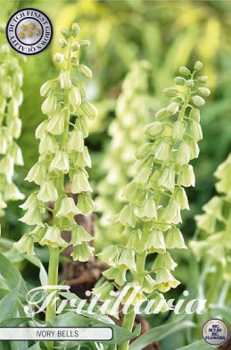 Fritillaria Imp. Ivory Bells x1 24/26