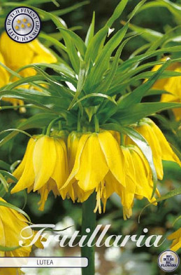 Fritillaria Imp. Lutea x1 24/26