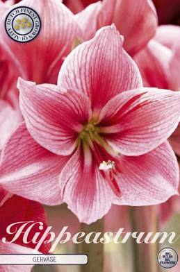 Hippeastrum Gervase x1 30/32