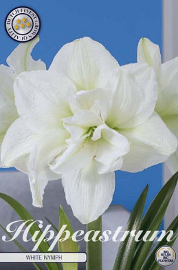 Hippeastrum White Nymph x1 30/32