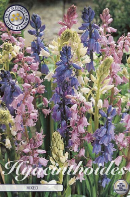 Hyacintoides Hispanica Mixed x10 8/9