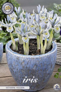 Iris Reticulata Katharina Hodgkin x15 5/6