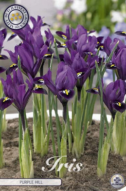 Iris Reticulata Purple Hill x15 5/6