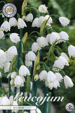 Leucojum Aestivum x10 10/12