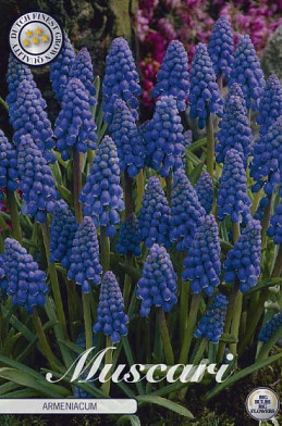 Muscari Armeniacum x20 8/9