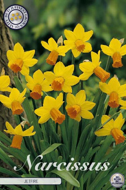 Narcis Botanical Jetfire x7 12/+