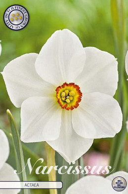 Narcis large cup  Actaea x5  14/16