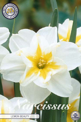 Narcis Splitcrown Lemon Beauty x5 14/16