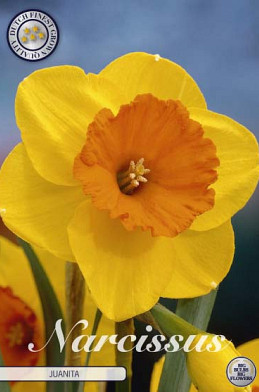 Narcis Trumpet Juanita x5 14/16