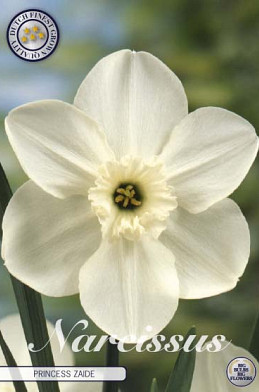 Narcis Trumpet Princess Zaide x5 14/16