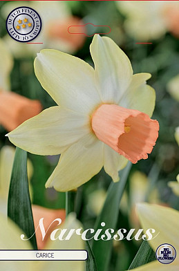 Narcissus Cyclamineus Carice x5 12/+