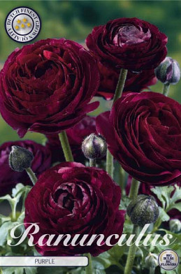 Ranunculus Asiaticus Purple x10 6/7