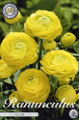 Ranunculus Asiaticus Yellow x10 6/7