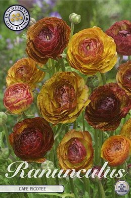 Ranunculus Picotee Cafe x10 6/7