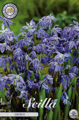 Scilla Siberica x15 8/9