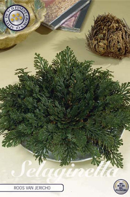 Selaginella Lepidophylla x1 I .