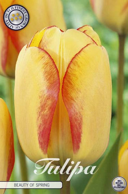 Tulp Darwin Beauty of Spring x10 12/+