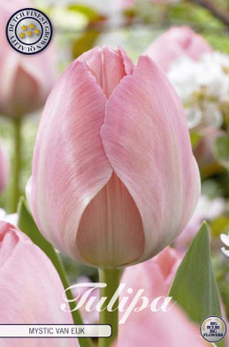 Tulp Darwin Hybride Mystic van Eijk x10 12/+