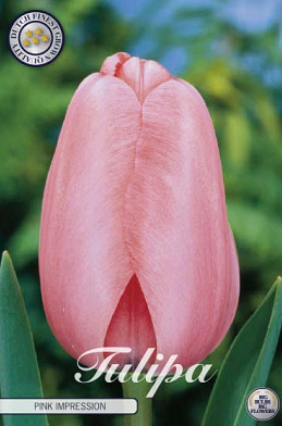 Tulp Darwin Pink Impression x10 12/+