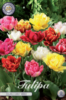 Tulp Double Early Mixed x7 12/+